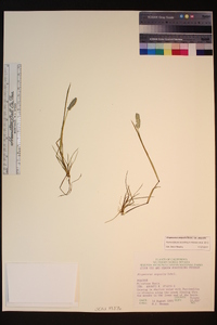 Alopecurus aequalis image